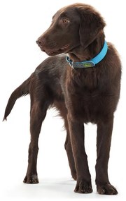 Κολλάρο Σκύλου Hunter Convenience Τυρκουάζ