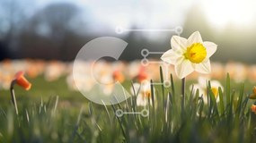 Intra Συλλεκτικό Ξύλινο Παζλ Plywood 4mm - Πεδίο με λευκούς και πορτοκαλί νάρκισσους σε άνθιση Σε Ξύλινο Κουτί - Διαστάσεις: 10x10 cm – 25 κομμάτια