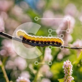 Intra Συλλεκτικό Ξύλινο Παζλ Plywood 4mm - Κίτρινη κάμπια στον κλάδο των ροζ λουλουδιών Σε Ξύλινο Κουτί - Διαστάσεις: 10x10 cm – 25 κομμάτια