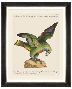 Κάδρο Parrots Of Brasil XII FA13222 40X50 MindTheGap Οριζόντιοι Wood