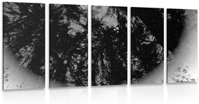 Εικόνα 5 τμημάτων ασπρόμαυρο τροπικό δάσος - 200x100