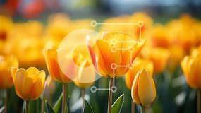 Intra Συλλεκτικό Ξύλινο Παζλ Plywood 4mm - Ζωντανές κίτρινες τουλίπες σε ένα χωράφι Σε Ξύλινο Κουτί - Διαστάσεις: 10x10 cm – 25 κομμάτια