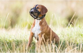 Ρύγχος Trixie Μαύρο M/L