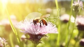 Intra Συλλεκτικό Ξύλινο Παζλ Plywood 4mm - Μέλισσα στο λουλούδι σε ανοιχτό πεδίο με το φως του ήλιου Σε Ξύλινο Κουτί - Διαστάσεις: 10x10 cm – 25 κομμάτια