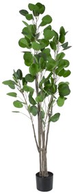 GloboStar® Artificial Garden POLYSCIAS BALFOURIANA TREE 20375 Τεχνητό Διακοσμητικό Φυτό Πολυσκιά Υ180cm