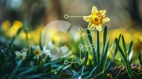 Intra Συλλεκτικό Ξύλινο Παζλ Plywood 4mm - Ενιαίος κίτρινος ασφόδελος σε πράσινο γρασίδι Σε Ξύλινο Κουτί - Διαστάσεις: 10x10 cm – 25 κομμάτια