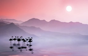 Φωτογραφία Τέχνης Flamingos Sunset, Bess Hamiti, (40 x 24.6 cm)