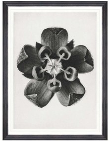 Κάδρο Common Milkweed FA13411 60x80cm Black-White MindTheGap Κάθετοι Wood, Glass