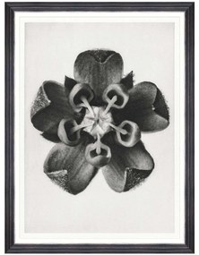 Κάδρο Common Milkweed FA13411 60x80cm Black-White MindTheGap Vertical Ξύλο,Γυαλί