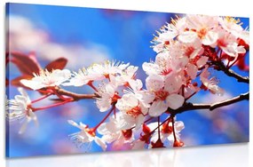 Εικόνα άνθη κερασιάς - 120x80