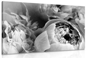 Εικόνα ασπρόμαυρα πέταλα ενός λουλουδιού