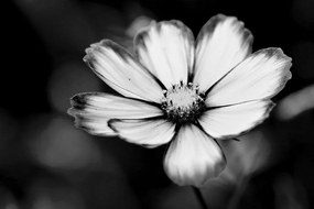 Εικόνα πατάτες με λουλούδια κήπου σε μαύρο & άσπρο - 120x80
