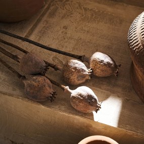 Αποξηραμένα Διακοσμητικά Κλαδιά 55εκ. Gofis Home Papaver 124