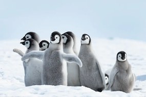 Αφίσα Penguins - Family, (91.5 x 61 cm)