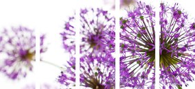 Εικόνα 5 μερών ενός ανθισμένου μωβ λουλουδιού σκόρδου - 100x50