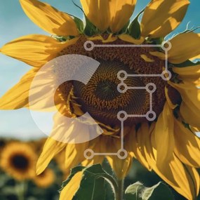 Intra Συλλεκτικό Ξύλινο Παζλ Plywood 4mm - Μοναχικός ηλίανθος στο ανοιχτό πεδίο Σε Ξύλινο Κουτί - Διαστάσεις: 10x10 cm – 25 κομμάτια