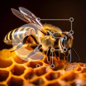 Intra Συλλεκτικό Ξύλινο Παζλ Plywood 4mm - Κοντινό πλάνο μιας μέλισσας στην κηρήθρα Σε Ξύλινο Κουτί - Διαστάσεις: 10x10 cm – 25 κομμάτια