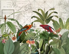 Εικονογράφηση Exotic Wildlife 006, Andrea Haase