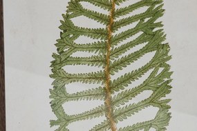 Πίνακας Home ESPRIT Κρυστάλλινο Έλατο 45 x 2,5 x 70 cm