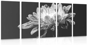 Εικόνα 5 μερών ασπρόμαυρη μαργαρίτα - 100x50