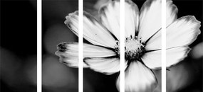 Λουλούδι κήπου 5 τμημάτων εικόνας σε μαύρο & άσπρο - 200x100