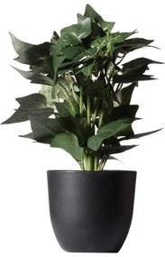 Supergreens Τεχνητό Φυτό Κισσός Silver Πράσινο 30 εκ