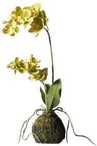 Supergreens Τεχνητό Φυτό Ορχιδέα Phalaenopsis Real Touch Πράσινη με Βάση Moss 40 εκ.