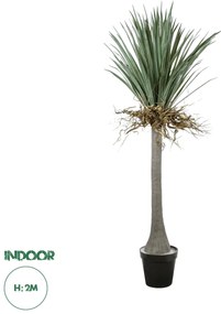 20047 GloboStar® Artificial Garden BEAUCARNEA PALM TREE 20047 Τεχνητό Διακοσμητικό Φυτό Κυρτόφυλλος Μπουκαρνέα Υ200cm
