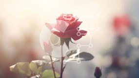 Intra Συλλεκτικό Ξύλινο Παζλ Plywood 4mm - Μονό κόκκινο τριαντάφυλλο σε άνθιση Σε Ξύλινο Κουτί - Διαστάσεις: 10x10 cm – 25 κομμάτια