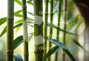 Intra Συλλεκτικό Ξύλινο Παζλ Plywood 4mm - Κοντινό πλάνο κοτσάνια μπαμπού Σε Ξύλινο Κουτί - Διαστάσεις: 10x10 cm – 25 κομμάτια