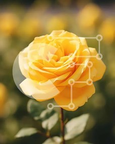 Intra Συλλεκτικό Ξύλινο Παζλ Plywood 4mm - Ανθισμένο κίτρινο τριαντάφυλλο στο πεδίο των λουλουδιών Σε Ξύλινο Κουτί - Διαστάσεις: 10x10 cm – 25 κομμάτια