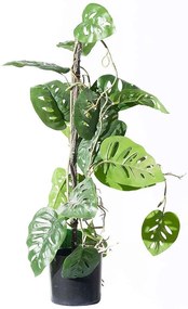 Τεχνητό Φυτό Μονστέρα Andansonii 7161-7 25x60cm Green Supergreens Polyethylene