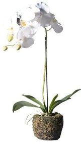 Supergreens Τεχνητό Φυτό Ορχιδέα Phalaenopsis Real Touch Λευκή με Βάση Moss 60 εκ.
