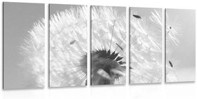 Πικραλίδες λεπτομέρειας εικόνας 5 μερών σε ασπρόμαυρο σχέδιο - 200x100