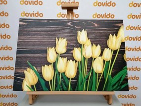 Εικόνα γοητευτικών κίτρινων τουλιπών σε ξύλινο φόντο - 90x60