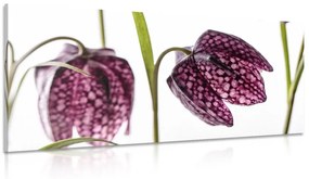 Εικόνα καρό λουλούδι καμπάνα - 100x50