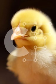 Σετ των 2 Intra Συλλεκτικό Ξύλινο Παζλ Plywood 4mm - Περίεργο κίτρινο και άσπρο κοτόπουλο Σε Ξύλινο Κουτί - Διαστάσεις: 10x10 cm – 25 κομμάτια