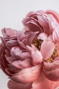 Φωτογραφία Peony, Mareike Bohmer