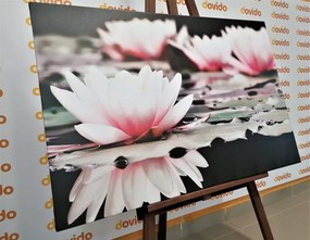 Εικόνα λουλούδι λωτού - 60x40