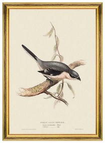 Κάδρο Great Grey Shrike FA13233 35x50cm Grey-Brown MindTheGap Κάθετοι Ξύλο