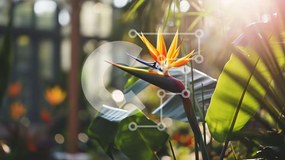 Intra Συλλεκτικό Ξύλινο Παζλ Plywood  4mm - Λουλούδι Bird of Paradise σε καταπράσινο φύλλωμα Σε Ξύλινο Κουτί - Διαστάσεις: 10x10 cm – 25 κομμάτια