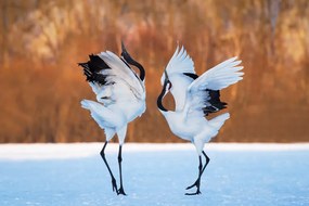 Φωτογραφία The dance of love, C. Mei