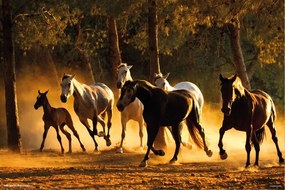Αφίσα Horses Andaluces, (91.5 x 61 cm)