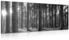 Εικόνα πρωινού στο δάσος σε ασπρόμαυρο - 120x60