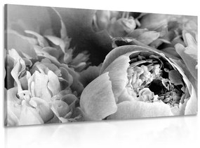 Εικόνα ασπρόμαυρα πέταλα ενός λουλουδιού - 120x80