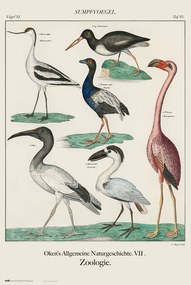 Αφίσα Vintage Birds, (61 x 91.5 cm)