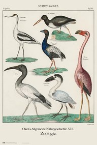 Αφίσα Vintage Birds, John James Audubon