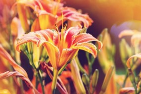 Εικόνα από όμορφα ανθισμένα λουλούδια στον κήπο - 120x80