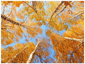 Φωτοταπετσαρία - Autumnal treetops 350x270