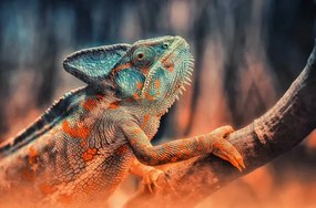 Φωτογραφία chameleon, Detlef Knapp